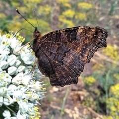 Aglais io