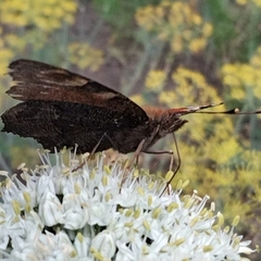 Aglais io