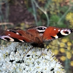 Aglais io