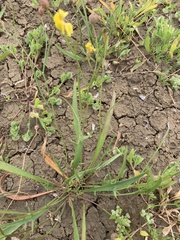 Goodenia lunata