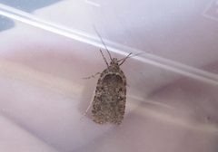 Agonopterix heracliana
