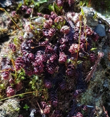 Scapania undulata