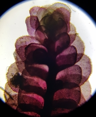 Scapania undulata