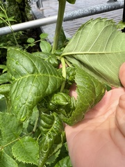 Prociphilus fraxinifolii