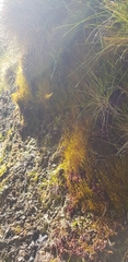 Scapania undulata