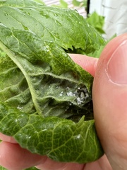 Prociphilus fraxinifolii