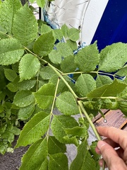 Prociphilus fraxinifolii