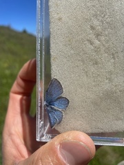 Polyommatus dorylas