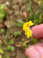 Goodenia lunata