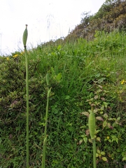 Meconopsis betonicifolia