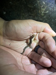 Desmognathus carolinensis