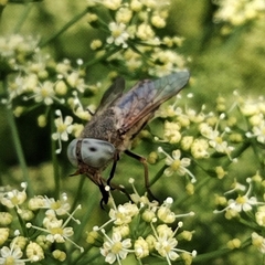 Tabanini