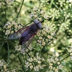 Tabanini