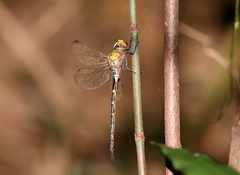 Gynacantha subinterrupta