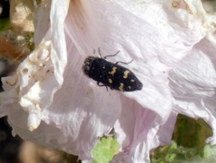 Acmaeoderella flavofasciata
