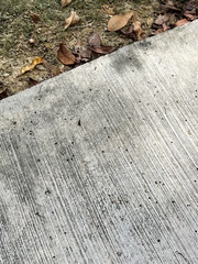 Cosmodela aurulenta aurulenta