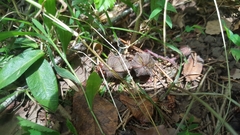 Endodeca serpentaria