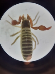 Neobisium sylvaticum