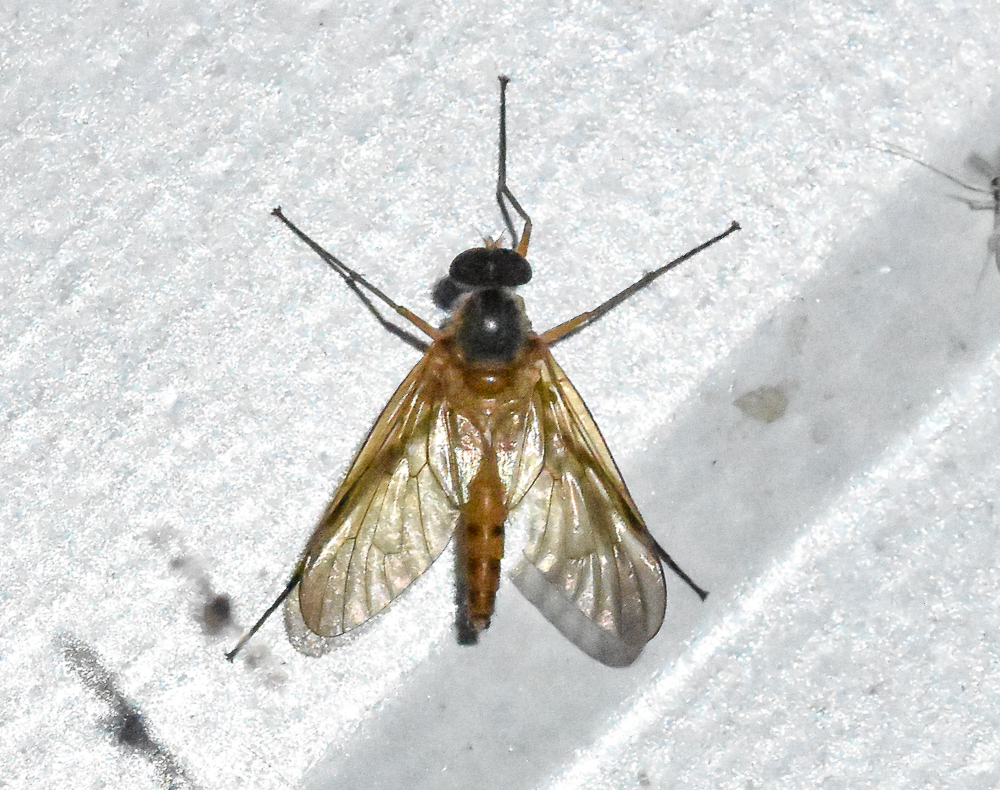 Rhagio terminalis