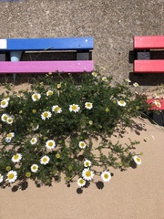 Tripleurospermum maritimum