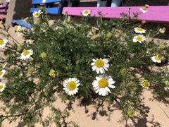 Tripleurospermum maritimum