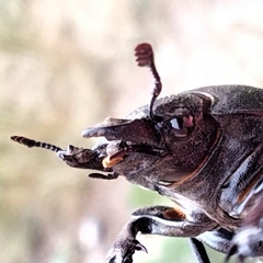 Lucanus cervus