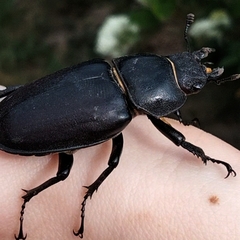 Lucanus cervus