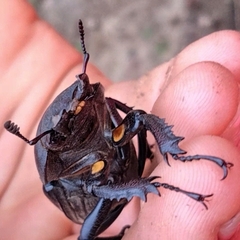 Lucanus cervus