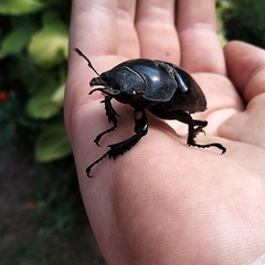 Lucanus cervus
