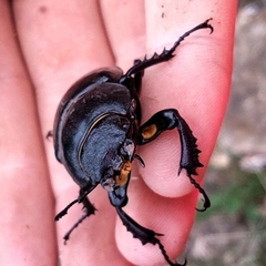 Lucanus cervus