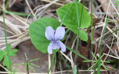 Viola epipsiloides