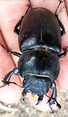 Lucanus cervus