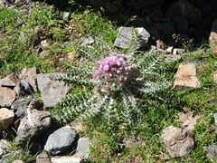 Carduus carlinoides