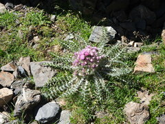 Carduus carlinoides
