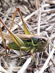 Roeseliana roeselii