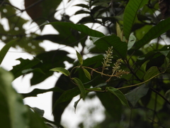 Mikania psilostachya