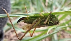 Roeseliana roeselii