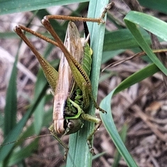 Roeseliana roeselii
