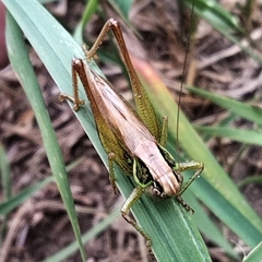 Roeseliana roeselii