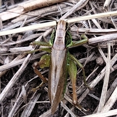 Roeseliana roeselii