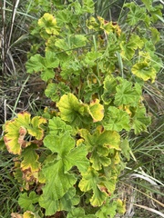Pelargonium vitifolium