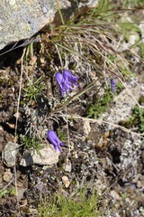 Campanula excisa
