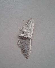 Idaea incisaria