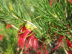 Melaleuca hislopii