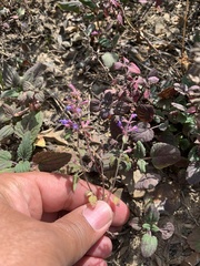 Dracocephalum nutans