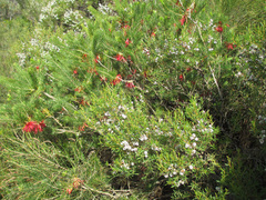 Melaleuca hislopii