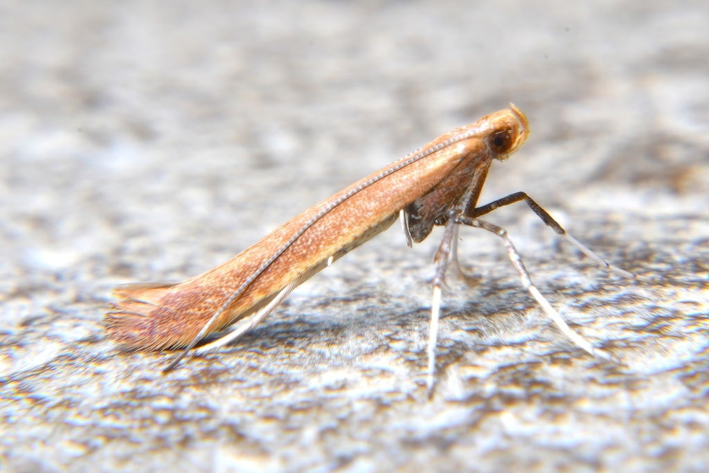 Cherry Leaf-cone Caterpillar Moth