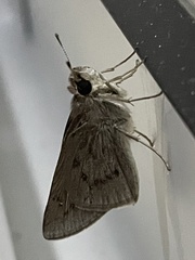 Hesperiidae