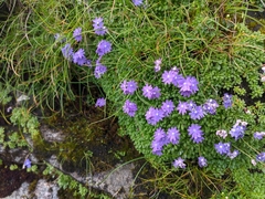 Primula primulina