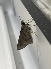 Hesperiidae